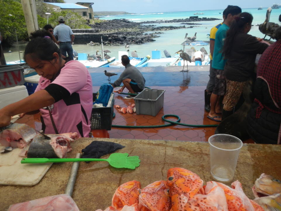 Fischmarkt in Puerto Ayora, Insel Santa Cruz (Galapagos) 