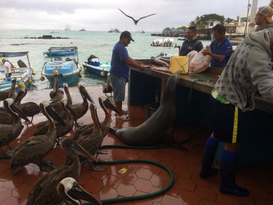 Fischmarkt in Puerto Ayora, Insel Santa Cruz (Galapagos) 