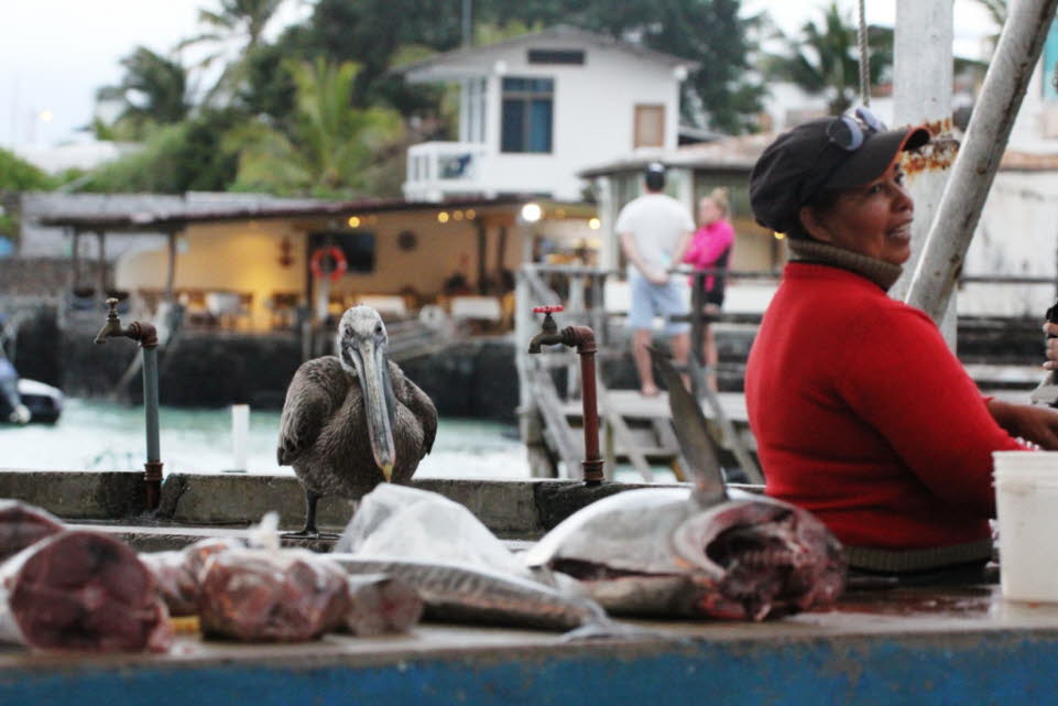 Fischmarkt in Puerto Ayora, Insel Santa Cruz (Galapagos) Der Fischmarkt von Santa Cruz ist ein lebhafter Ort in Puerto Ayora. Ein Spaziergang dorthin ist ein angenehmer und amüsanter Spaziergang entlang der Bucht in Puerto Ayora. Jeder wird sicher festste