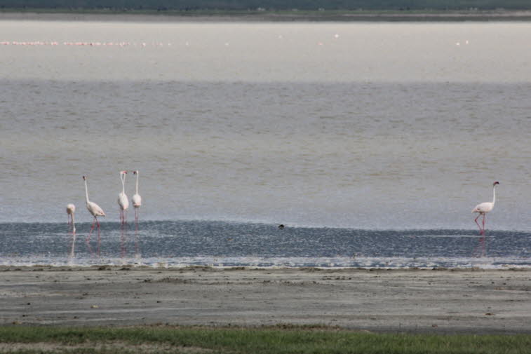 Flamingo: Der Rosaflamingo  kommt in Teilen von Afrika, Asien und Süd-Europa vor. Sie brüten in Kolonien auf flachen Inseln an ausgedehnten, flachen  Stränden, an Salzseen oder an Meeresbuchten. Geeignete Standorte erfordern einen Schutz vor Störungen und
