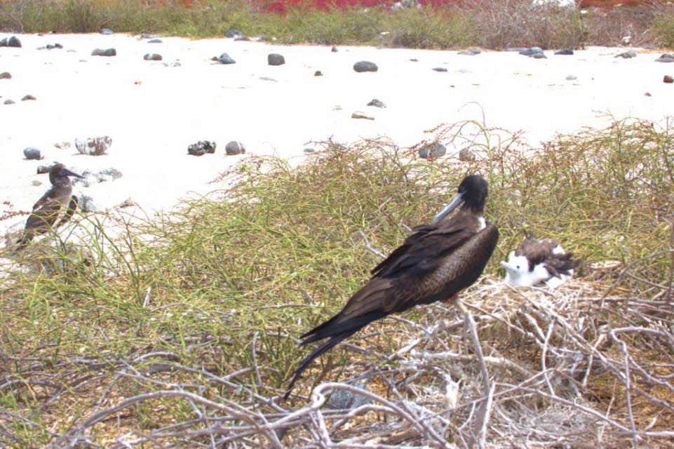 Fregattvogel  und Blaufußtölpel