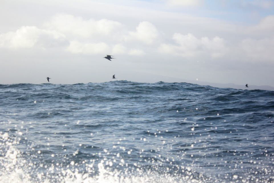 Fregattvögel begleiten unser Schiff bei der Weiterreise