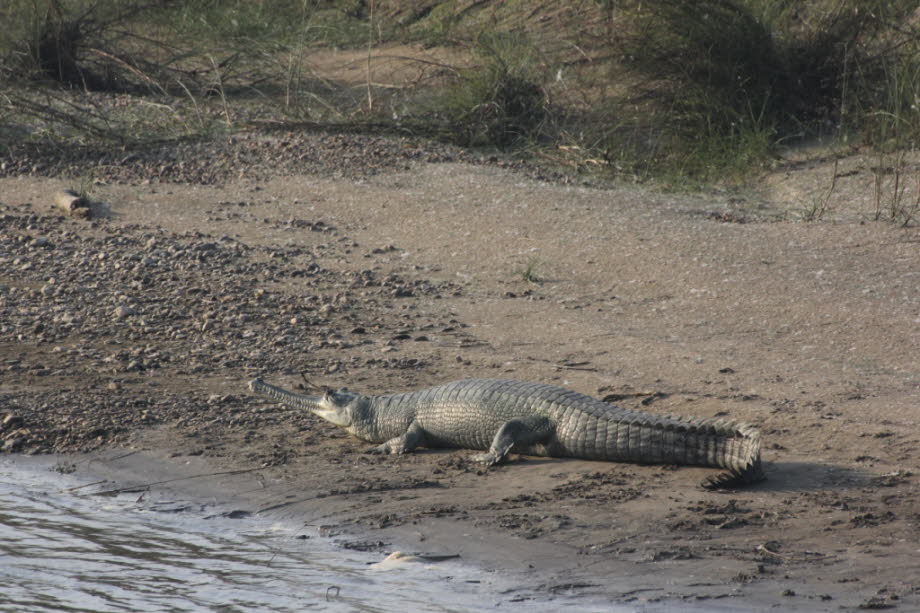 Erwachsene männliche Gharials haben einen auffälligen Knopf an der Spitze ihrer Schnauzen, der als nariale Auswuchs bezeichnet wird. Die Funktion dieser Knollenstruktur wurde nicht bestimmt. Es ist unwahrscheinlich, dass es mit dem Geruchssinn oder der At