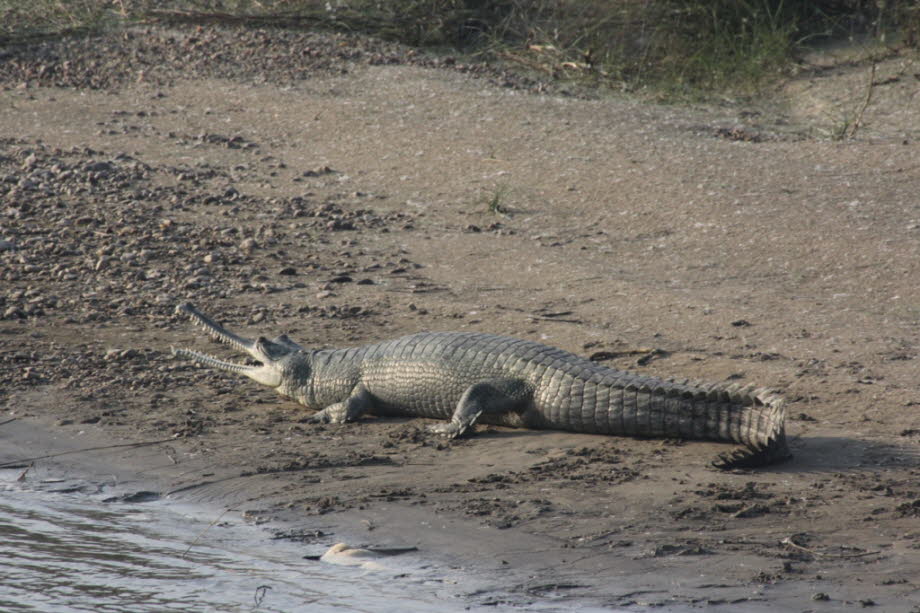 Atmungssystem:  Krokodile verbringen einen Großteil ihrer Zeit mit vollständig untergetauchten Körpern, mit Ausnahme ihrer Augen und Nasenlöcher. Jedes Nasenloch wirkt als wasserdichtes Ventil, das während des Eintauchens mit einem Muskellappen (bestehend