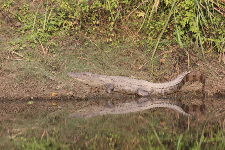 Biologie: Gavialis bewegt sich selten weit vom Wasser entfernt. Es bevorzugt tiefe, schnell fließende Flüsse, in denen sich Erwachsene in tiefen Löchern an Flussbiegungen und am Zusammenfluss kleinerer Bäche versammeln. Jugendliche wählen kleinere Nebenfli