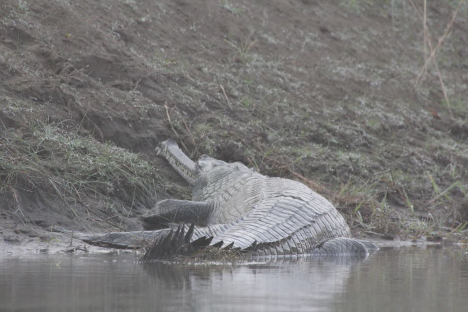 Heute sind die meisten erwachsenen Gavialis 4 m oder weniger lang. Ein alter Datensatz bestätigte eine maximale Länge von 6,45 m. Die Brut erfolgt in der späten Trockenzeit (März - April) einige Monate nach der Paarung. Frauen legen Gelege aus 35 bis 60 g«