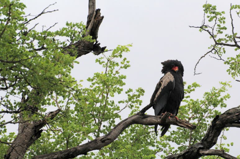 Gaukler im Krgerpark Sdafrika