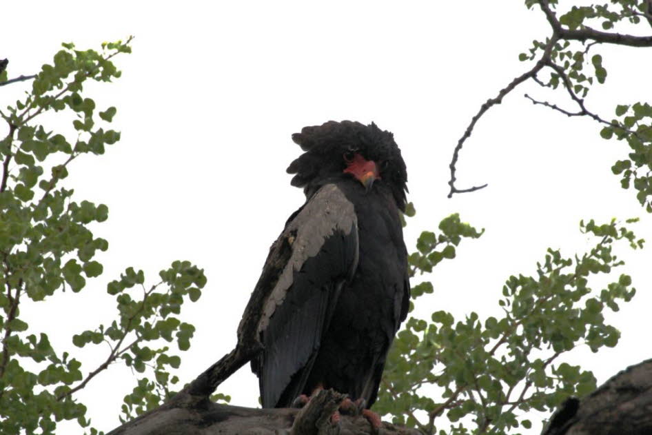 Das Verbreitungsgebiet dieser farbenprächtigsten Adler reicht bis in den Norden und Nordosten Südafrikas. Außerhalb von Schutzgebieten kommen sie nur noch selten vor und werden im Roten Datenbuch als „gefährdet“ eingestuft. Sie jagen hauptsächlich Säugeti