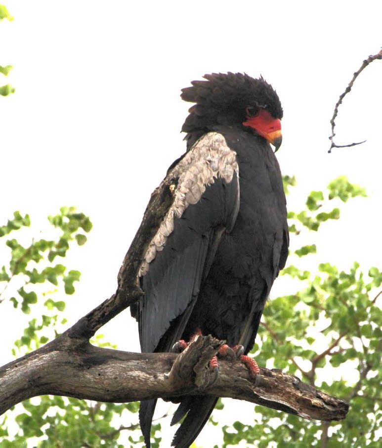 Gaukler, Bateleur