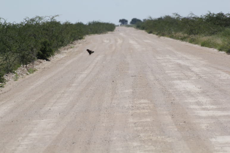 Gaukler in Botswana 