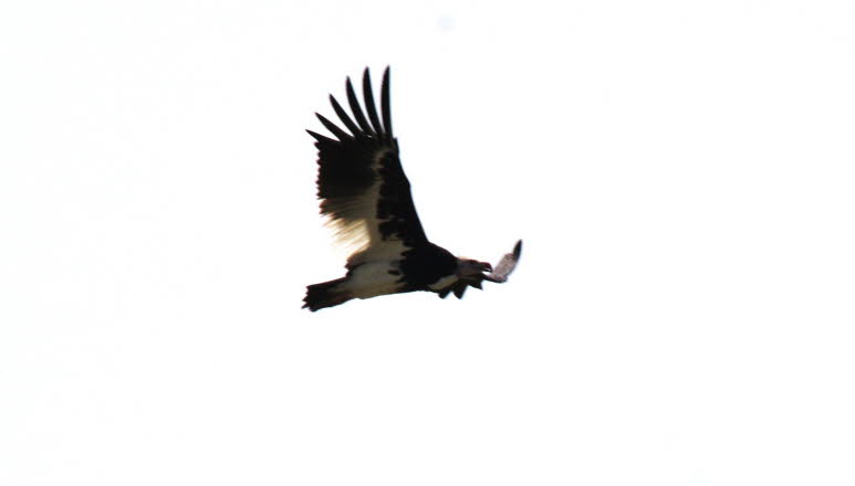 Gaukler in Botswana 