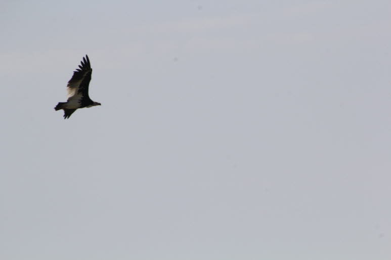 Gaukler in Botswana 