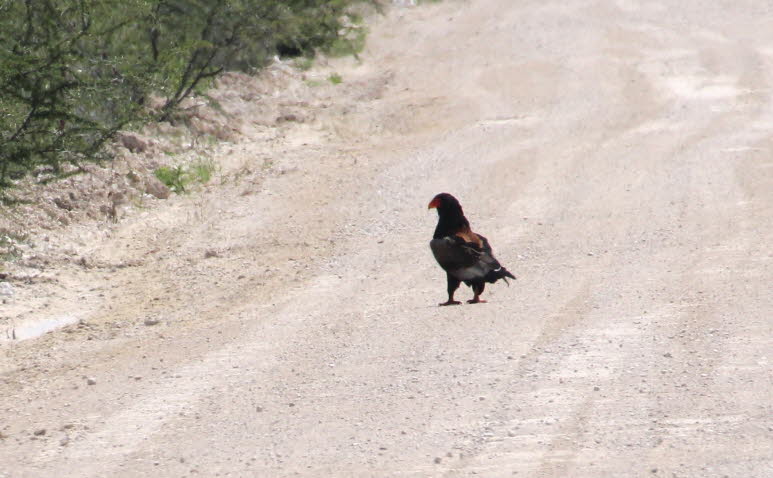 Gaukler in Botswana 