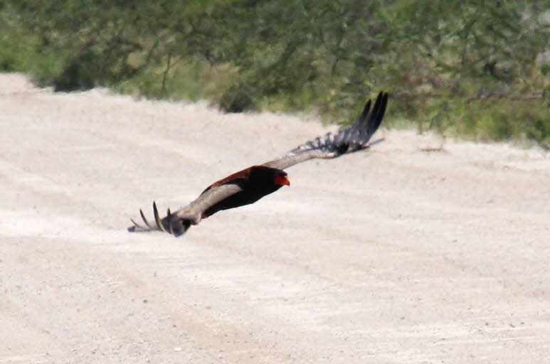 Gaukler in Botswana 