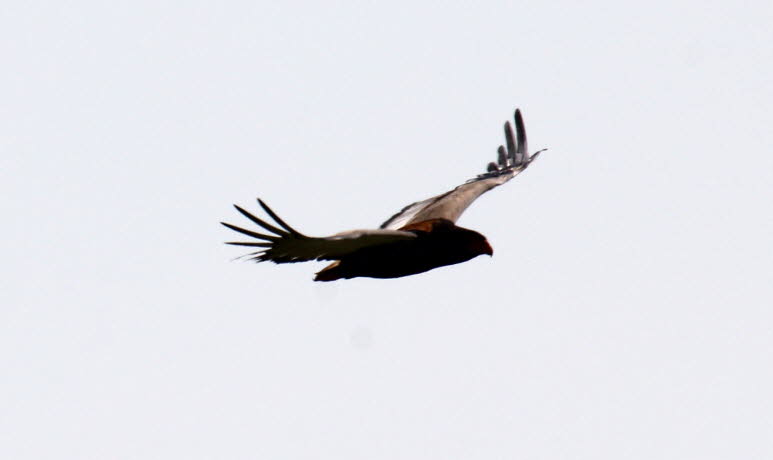 Gaukler in Botswana 