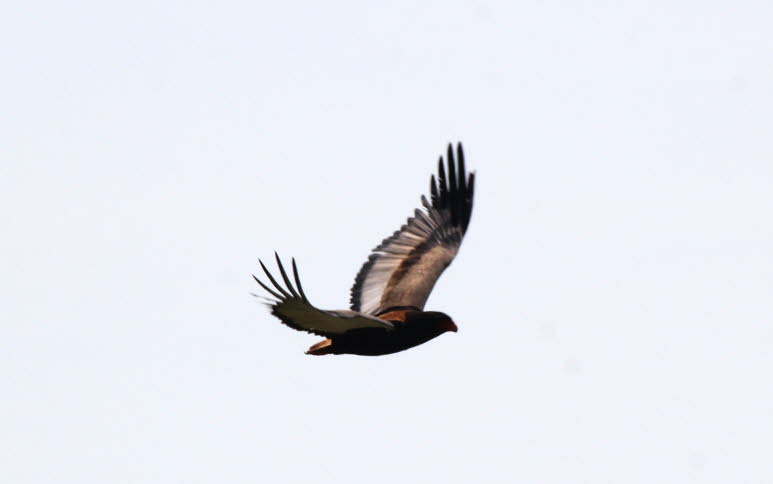 Gaukler in Botswana 