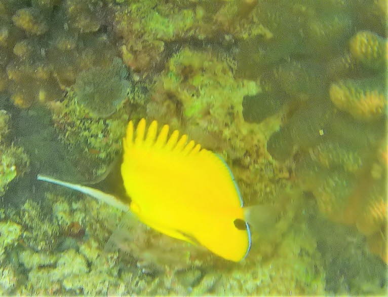 Der Gelbe Masken-Pinzettfisch oder Langnasen-Falterfisch, Forcipiger flavissimus, hat eine kürzere Schnauze als der große Langnasen-Falterfisch, mit dem er oft verwechselt wird.  