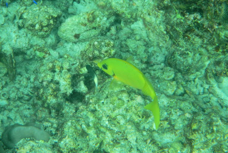 Gelber Kaiserfisch   Apolemichthys trimaculatus  Lac