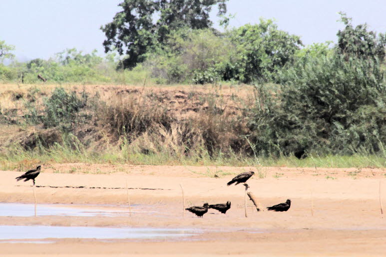 Gelbschnabelmilane auf Madagaskar: Der Gelbschnabelmilan  hier auf Madagaskar aufgenommen -  ist in weiten Teilen Afrikas sdlich der Sahara in nahezu allen Arten von Lebensrumen zu finden, darunter Wlder, Feuchtgebiete, Savannen und  in geringerem Ma