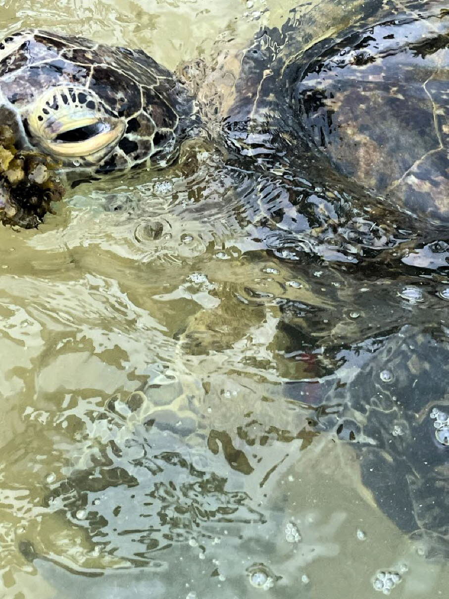 Grüne Meeresschildkröte (6)