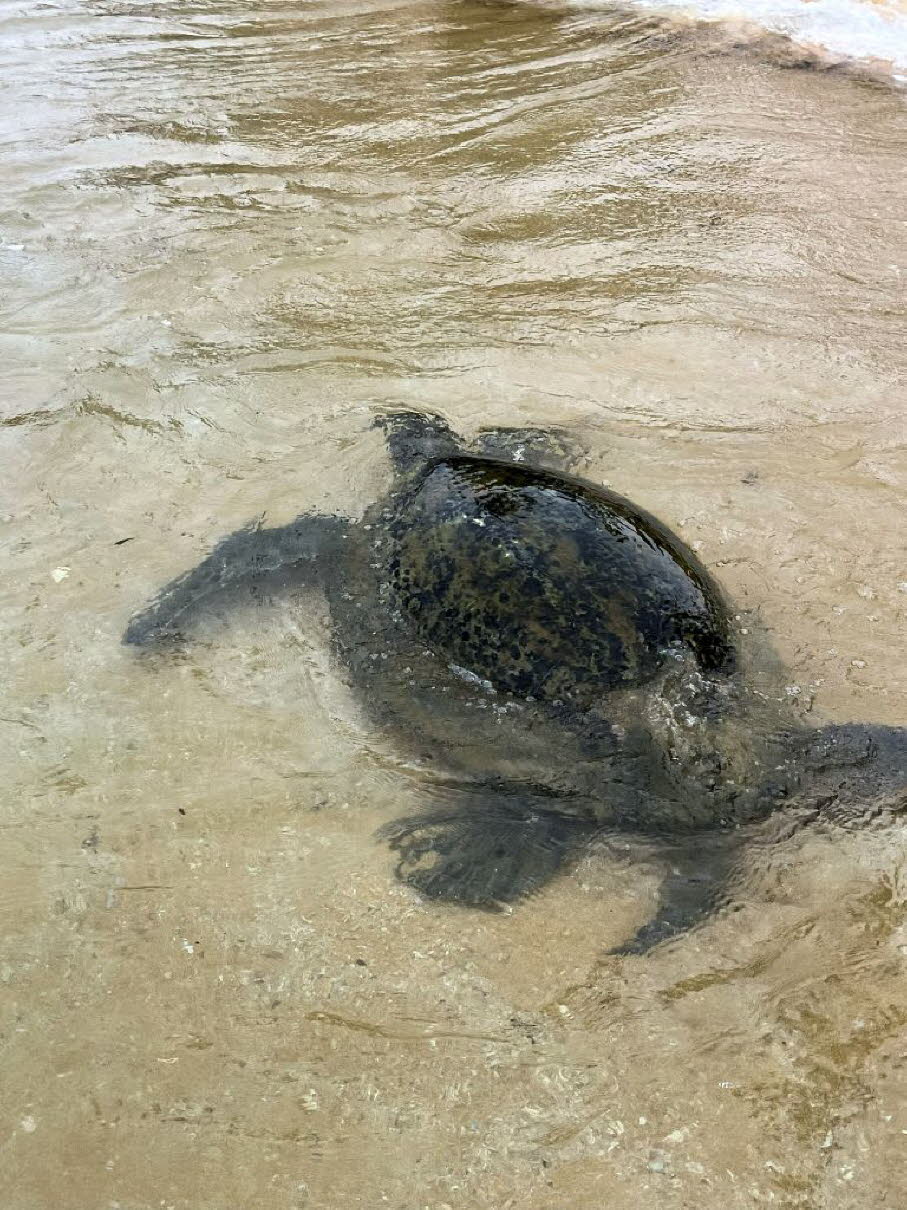 Grüne Meeresschildkröte