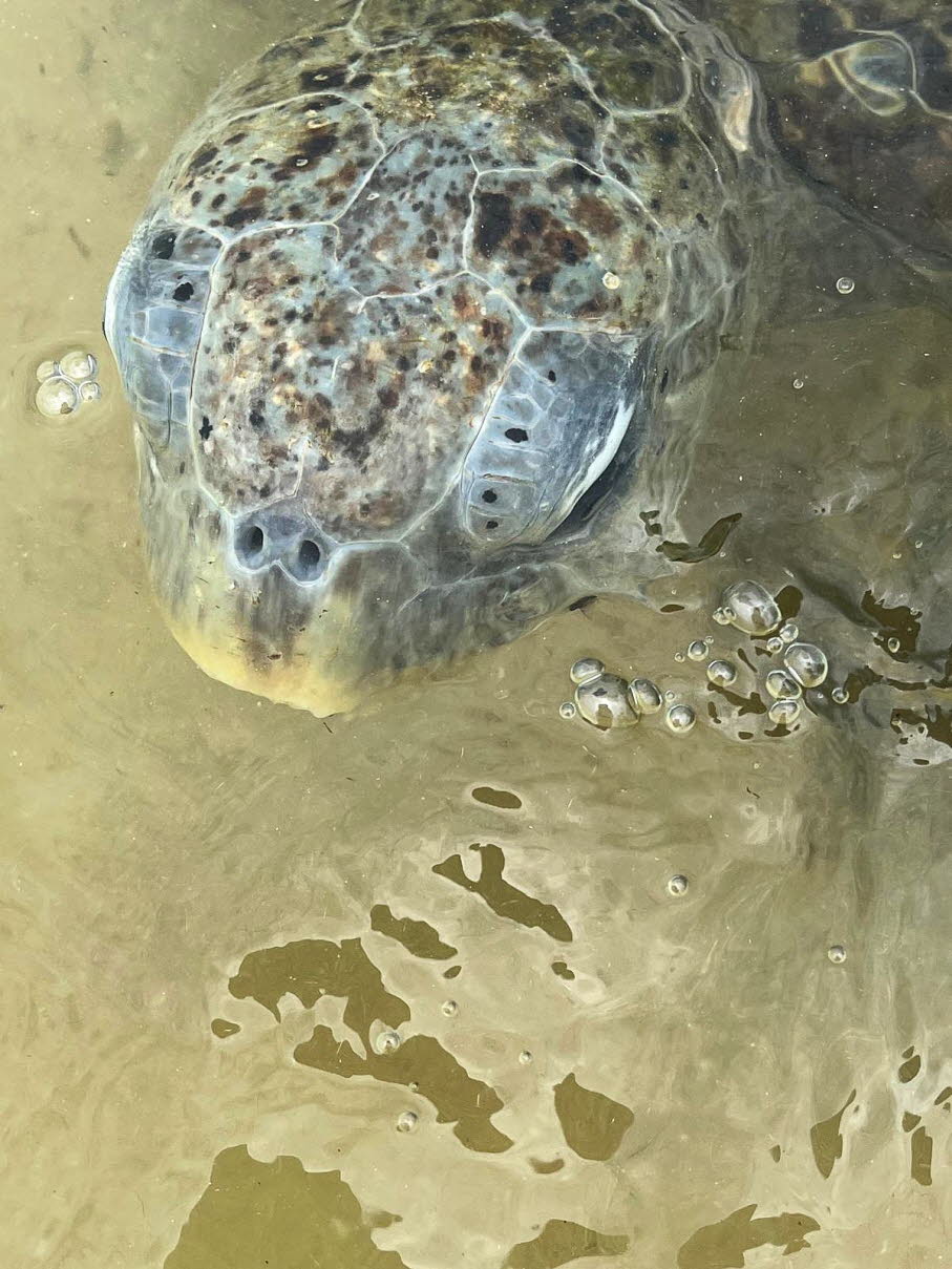 Grüne Meeresschildkröte lassen sich am Strand von Hikkaduwa gut beobachten! 
