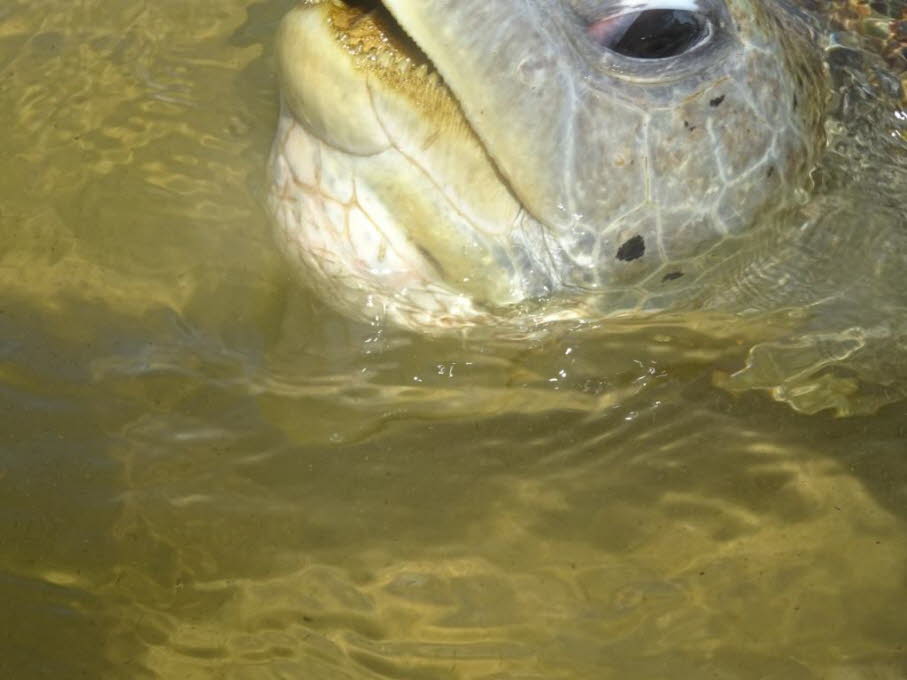 Grüne Meeresschildkröte 