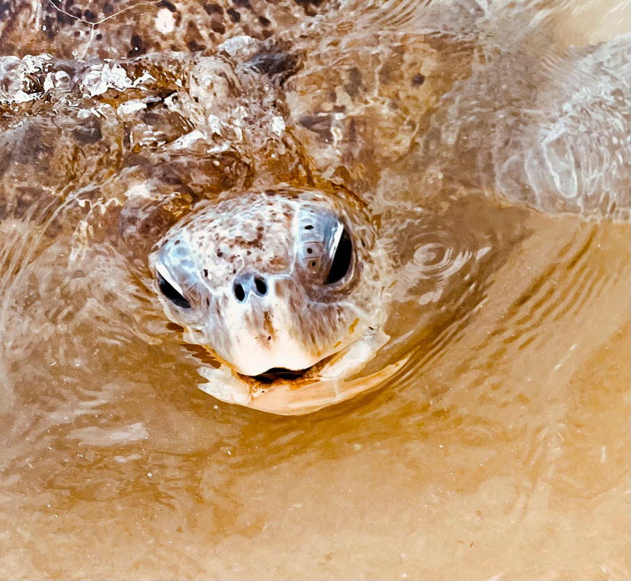 Grüne Meeresschildkröte  