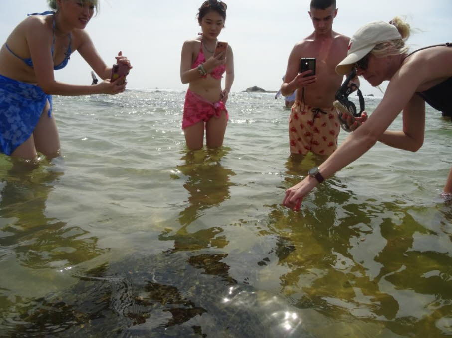 Grüne Meeresschildkröte  und Touristen