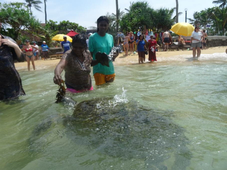 Grüne Meeresschildkröte  und Touristen