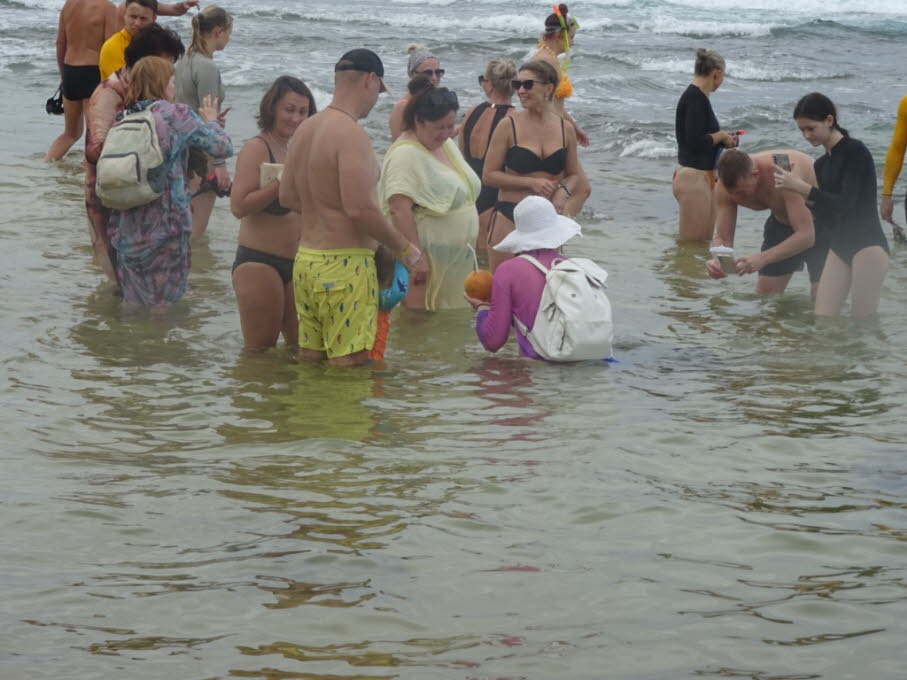 Grüne Meeresschildkröte  und Touristen