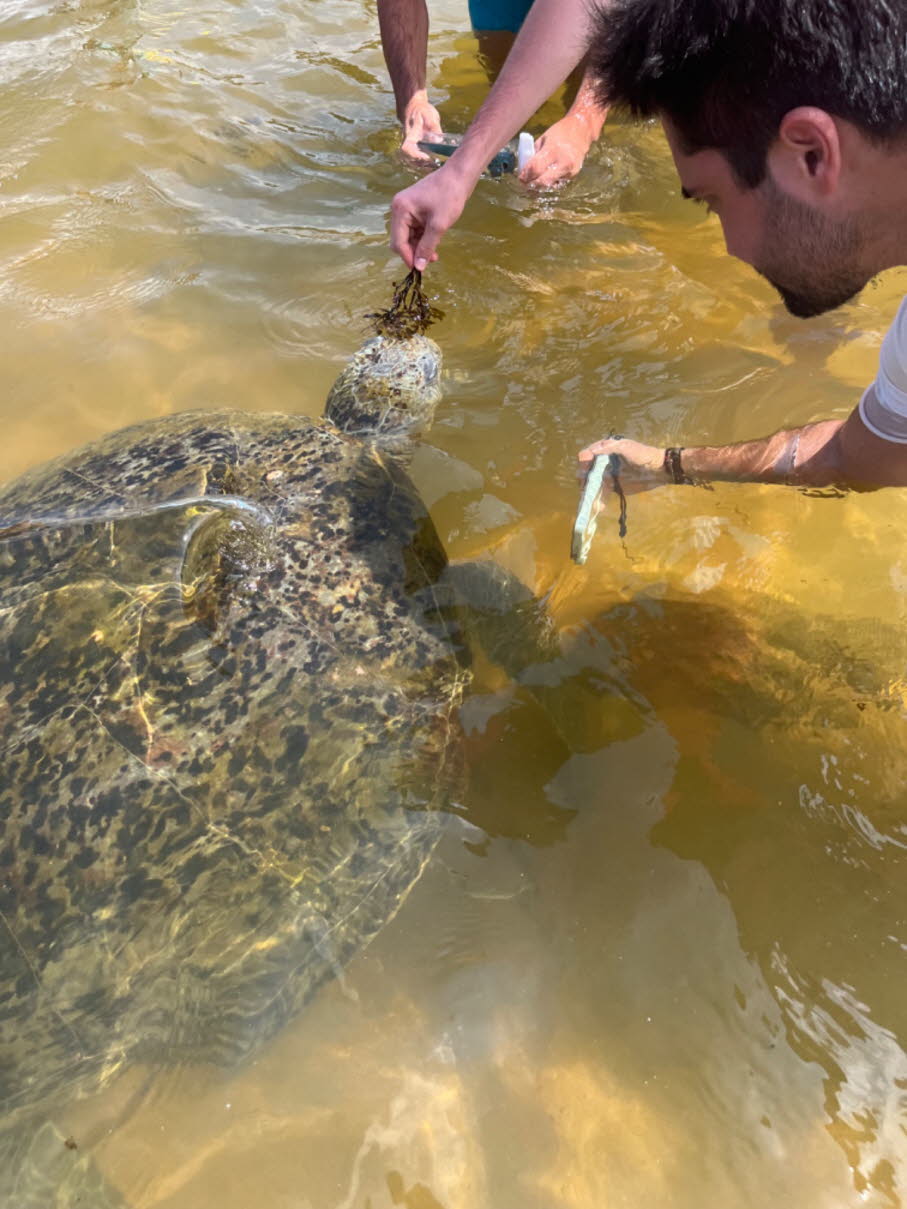 Grüne Meeresschildkröte  und Touristen
