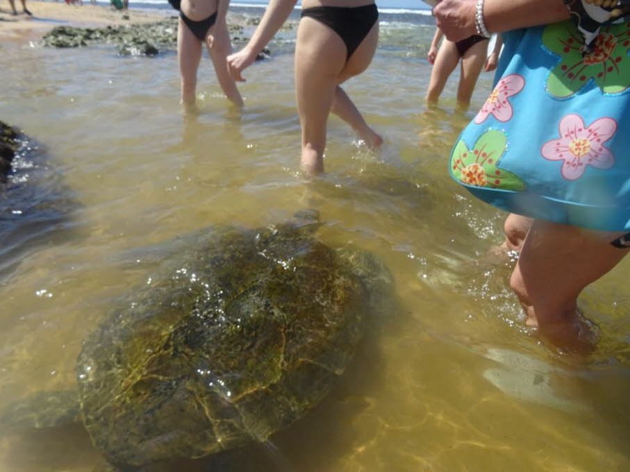 Grüne Meeresschildkröte  und Touristen 
