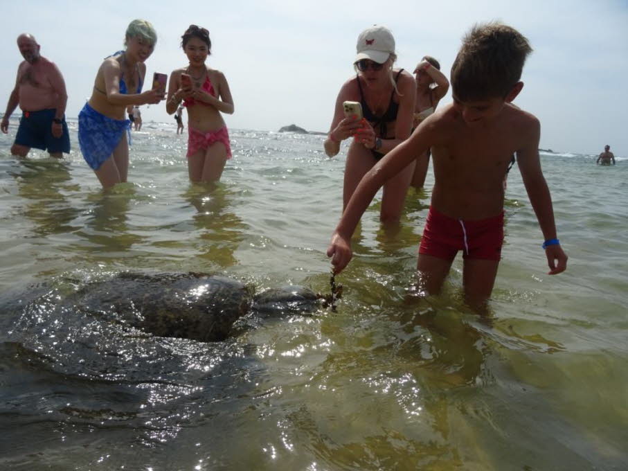 Grüne Meeresschildkröte  und Touristen