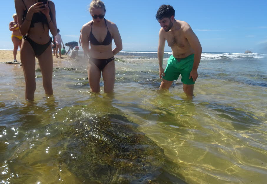 Grüne Meeresschildkröte  und Touristen: Warum Schildkröten empfindlich auf Beobachtung reagieren: Bedrohter Status: Alle Meeresschildkrötenarten sind weltweit gefährdet oder stark bedroht.Störung beim Nisten: Touristen, die Strände betreten oder Fotos mac