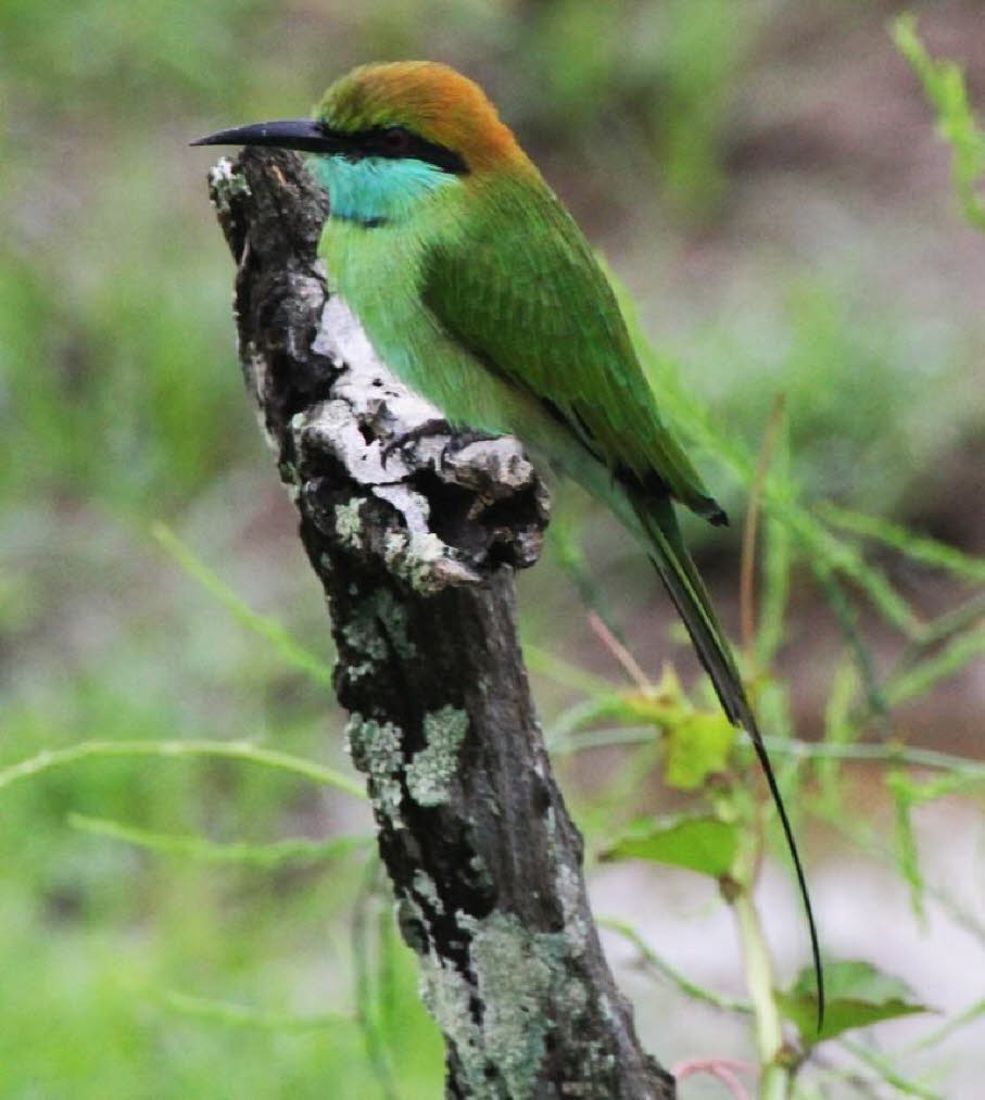 Grüner Bienenfresser