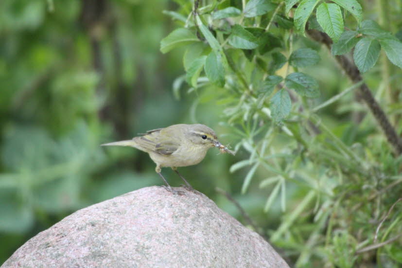 Grünfinken sind zwar nicht gefährdet,  Trichomonas gallinae ist jedoch ein Grund für den Bestandsrückgang. Jährlich  sterben seit Sommer 2009 jeweils 80.000 und mehr Grünfinken an der Infektion. Um die weitere Verbreitung von Trichomonas gallinae zu unterl
