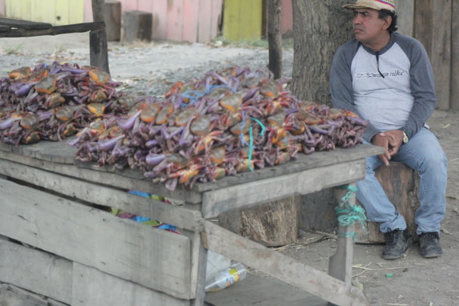 Guayaquil Flusskrebse