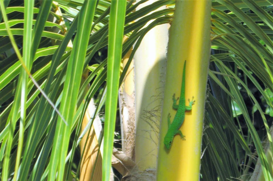 Grüner Gecko auf La Digue