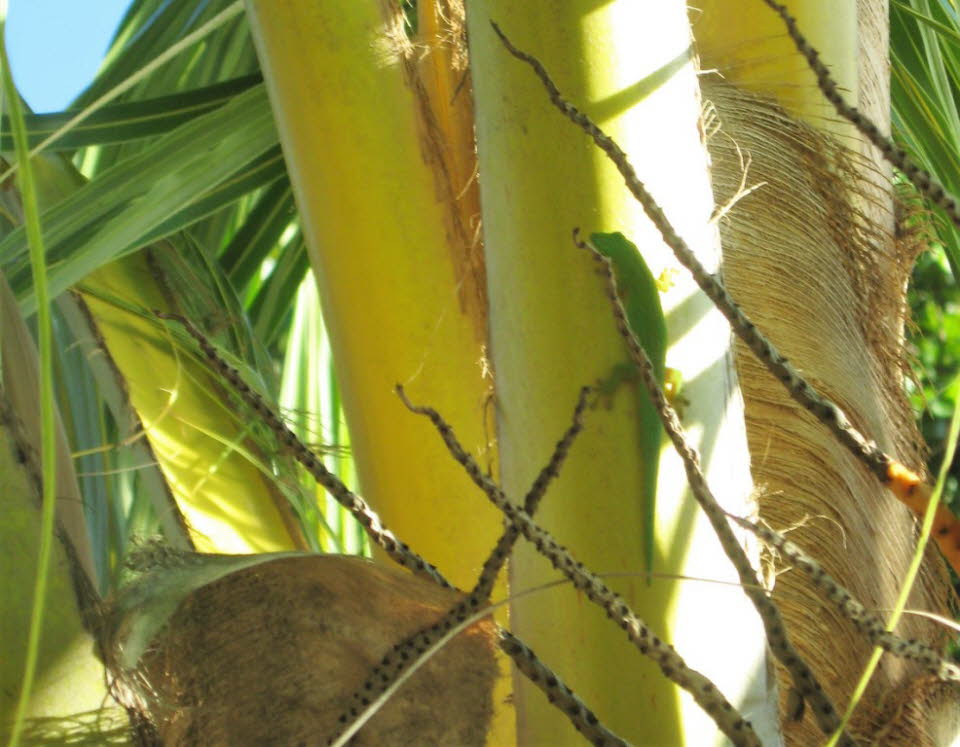 Grüner Gecko auf La Digue