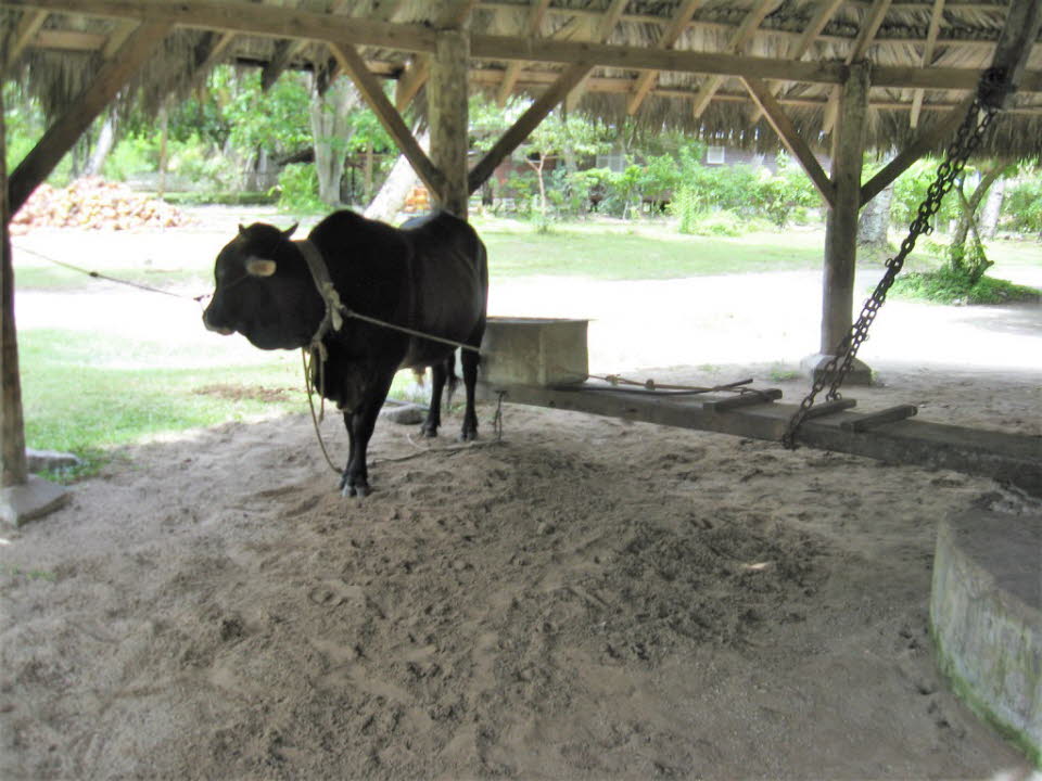 Drehen der Mühle in der L'Union Estate, La Digue, Seychellen
