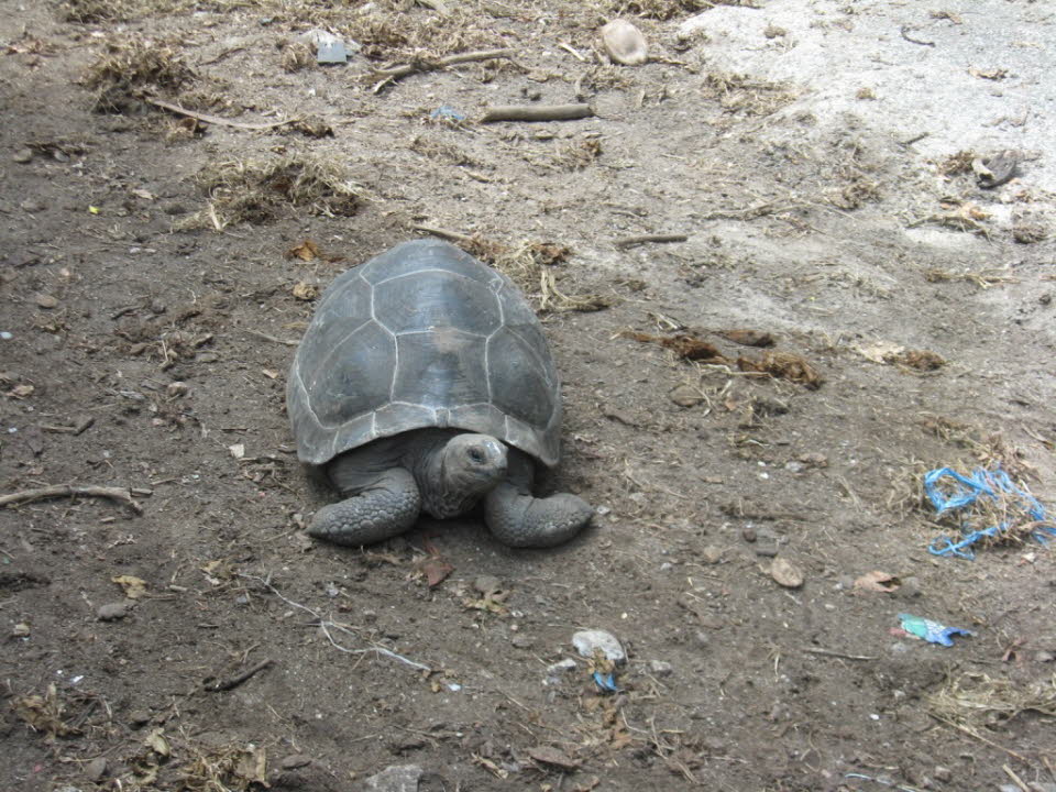 Riesenschildkröten