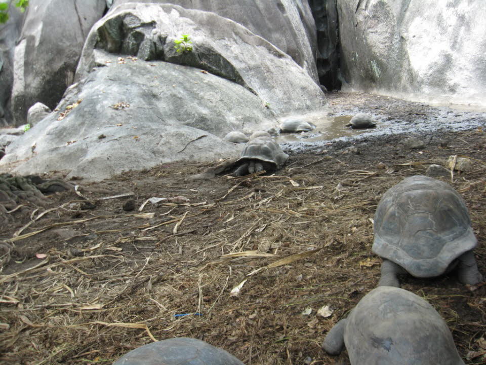 Riesenschildkröten