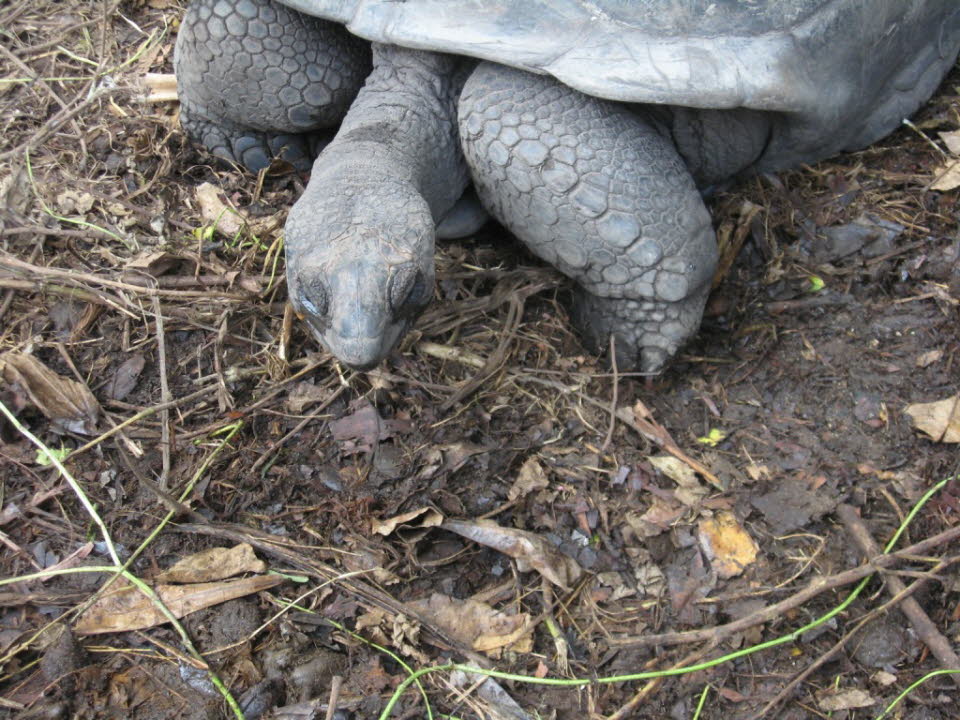 Riesenschildkröten