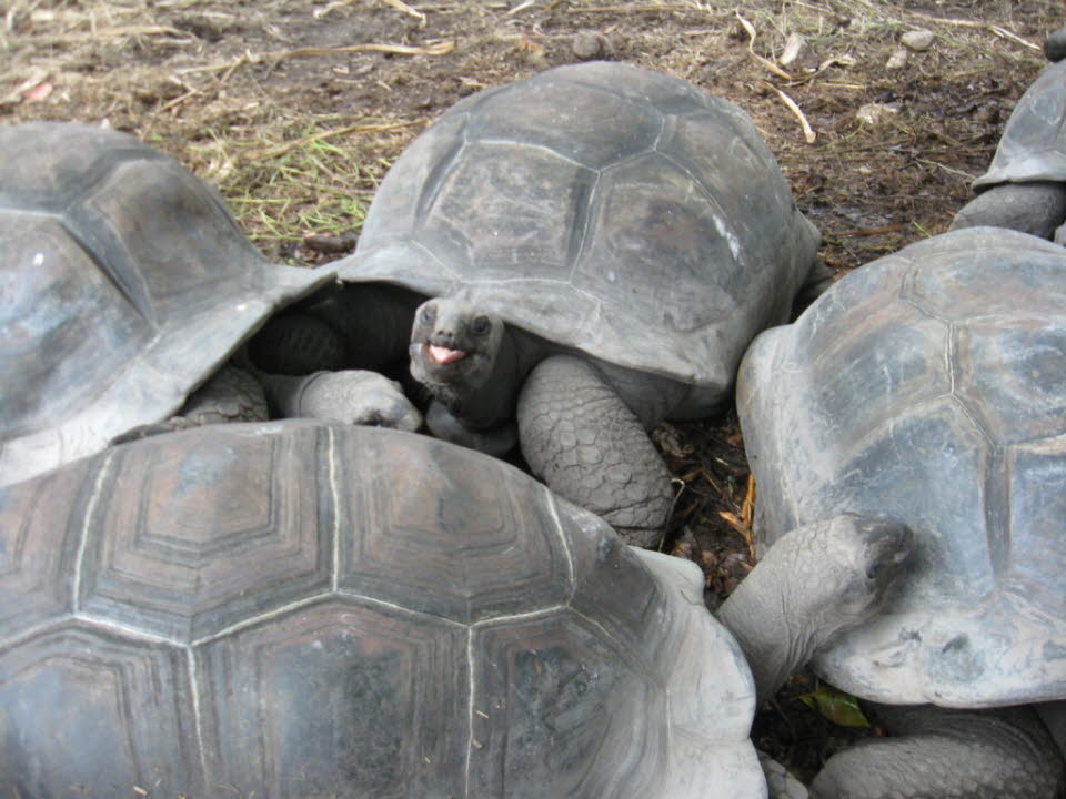 Riesenschildkröten
