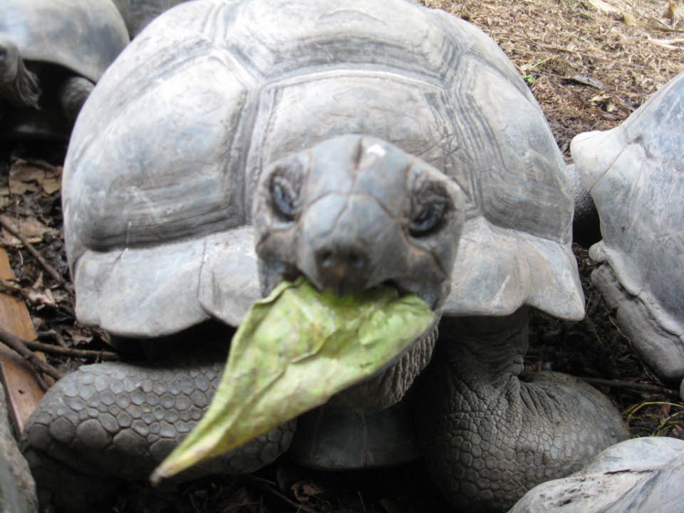 Riesenschildkröten