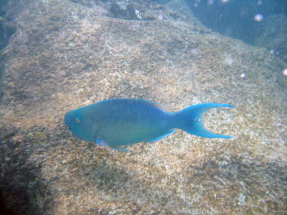 Korallenfische