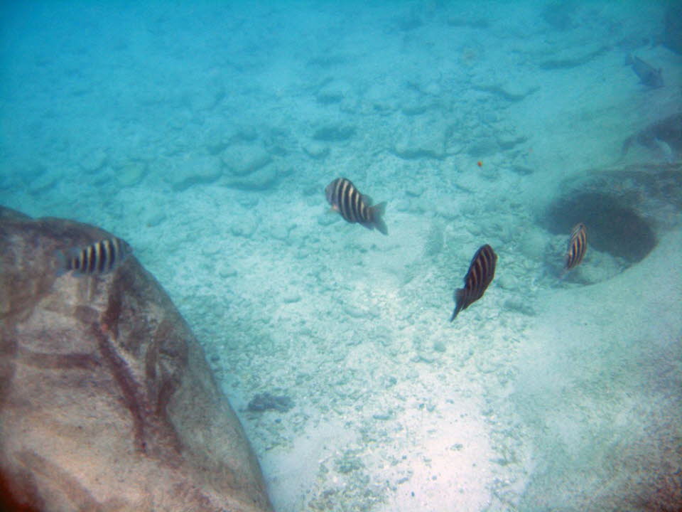 Korallenfische