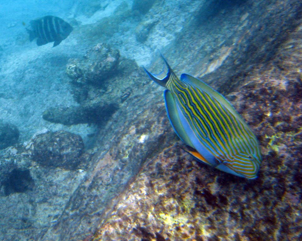 Korallenfische