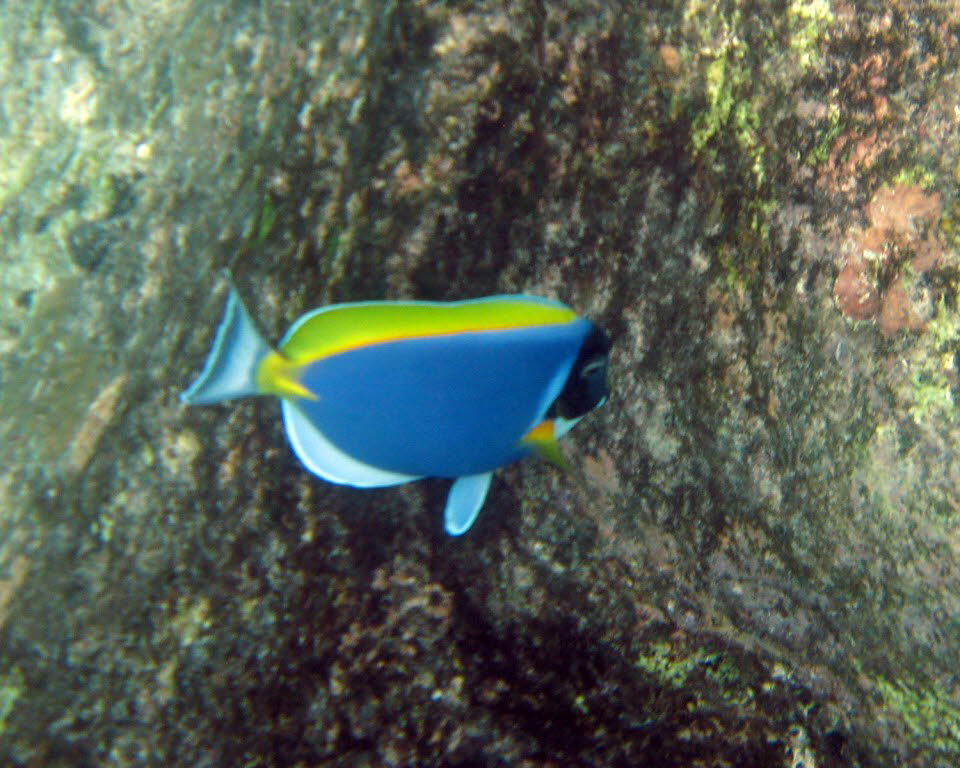 Korallenfische